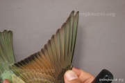 CZEP21-391 y