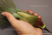 CZEP21-394 z