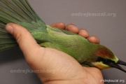 CZEP21-395 z