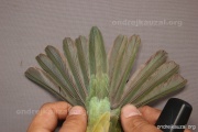CZEP21-396 d