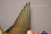 CZEP21-396 y