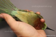 CZEP21-396 z