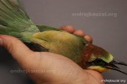 CZEP21-397 z