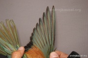 CZEP21-398 y