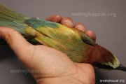 CZEP21-398 z