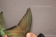 CZEP21-413 y