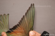 CZEP21-414 y