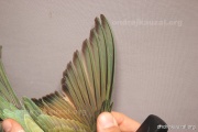 CZEP21-419 y