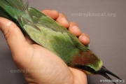 CZEP21-419 z