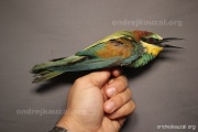CZEP21-420 a