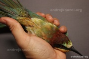 CZEP21-421 z