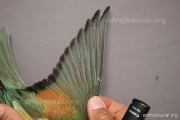 CZEP22-128 y