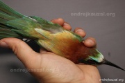 CZEP22-128 z