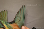 CZEP22-140 y