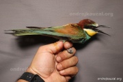 CZEP22-142 a