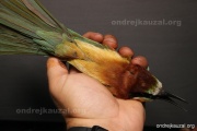 CZEP22-142 z