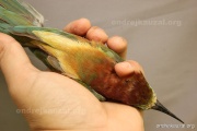 CZEP22-145 z