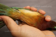 CZEP22-147 z