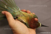 CZEP22-148 z
