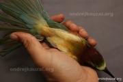 CZEP22-149 z