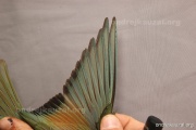 CZEP22-150 y