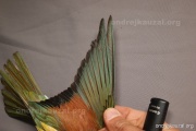 CZEP22-151 y