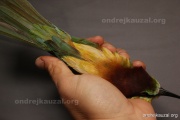 CZEP22-151 z