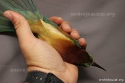 CZEP22-153 z