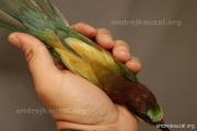 CZEP22-154 z