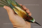 CZEP22-155 z