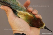 CZEP22-156 z