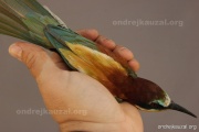 CZEP22-157 z