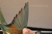 CZEP22-159 y