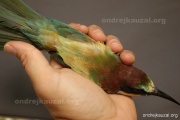 CZEP22-160 z