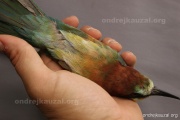 CZEP22-161 z