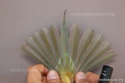 CZEP22-163 d