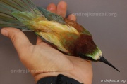 CZEP22-163 z