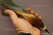 CZEP22-164 z