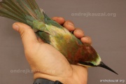 CZEP22-166 z