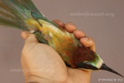 CZEP22-168 z