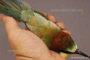 CZEP22-171 z