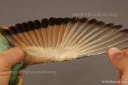 CZEP22-172 c2