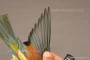CZEP22-172 y