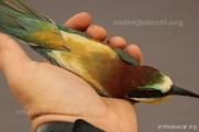 CZEP22-172 z