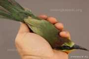 CZEP22-173 z