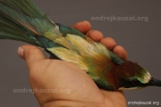 CZEP22-174 z