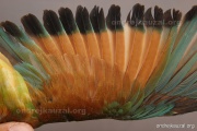 CZEP22-175 e1
