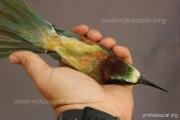CZEP22-175 z