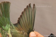 CZEP22-177 y