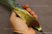 CZEP22-178 z